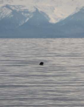 Image of Baikal seal