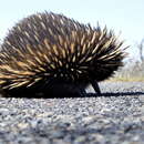 Plancia ëd Tachyglossus aculeatus aculeatus (Shaw 1792)