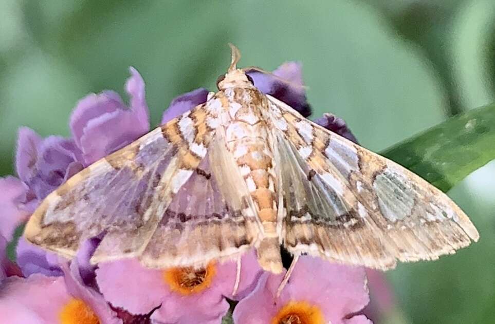 Image of Mulberry Leaftier Moth