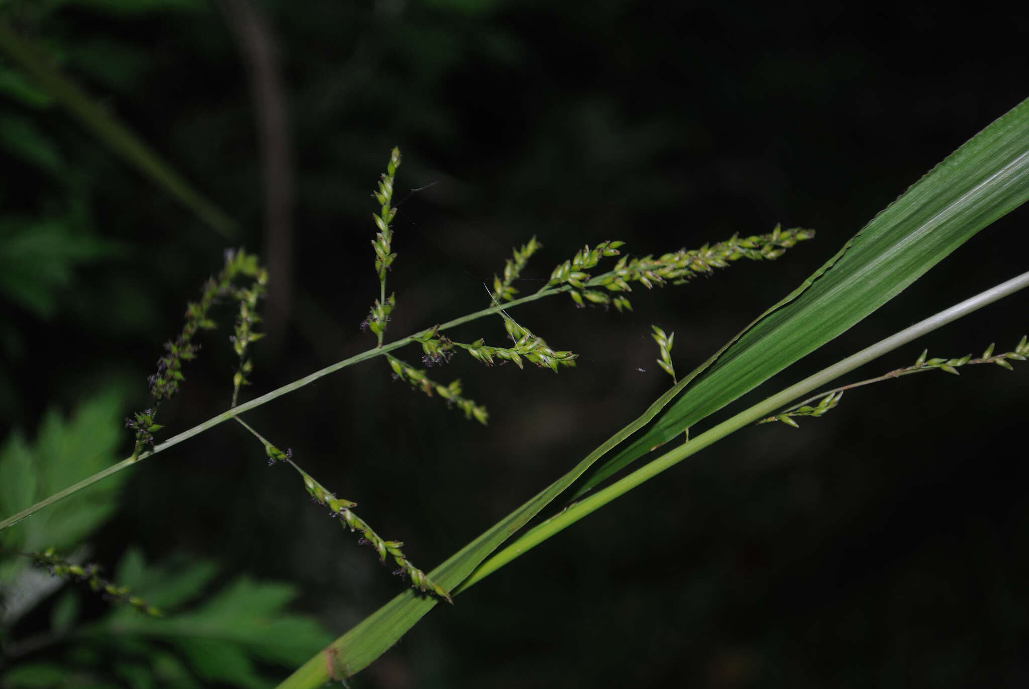 Image of Coleataenia anceps subsp. anceps