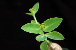 Image of Euphorbia maritae Rauh