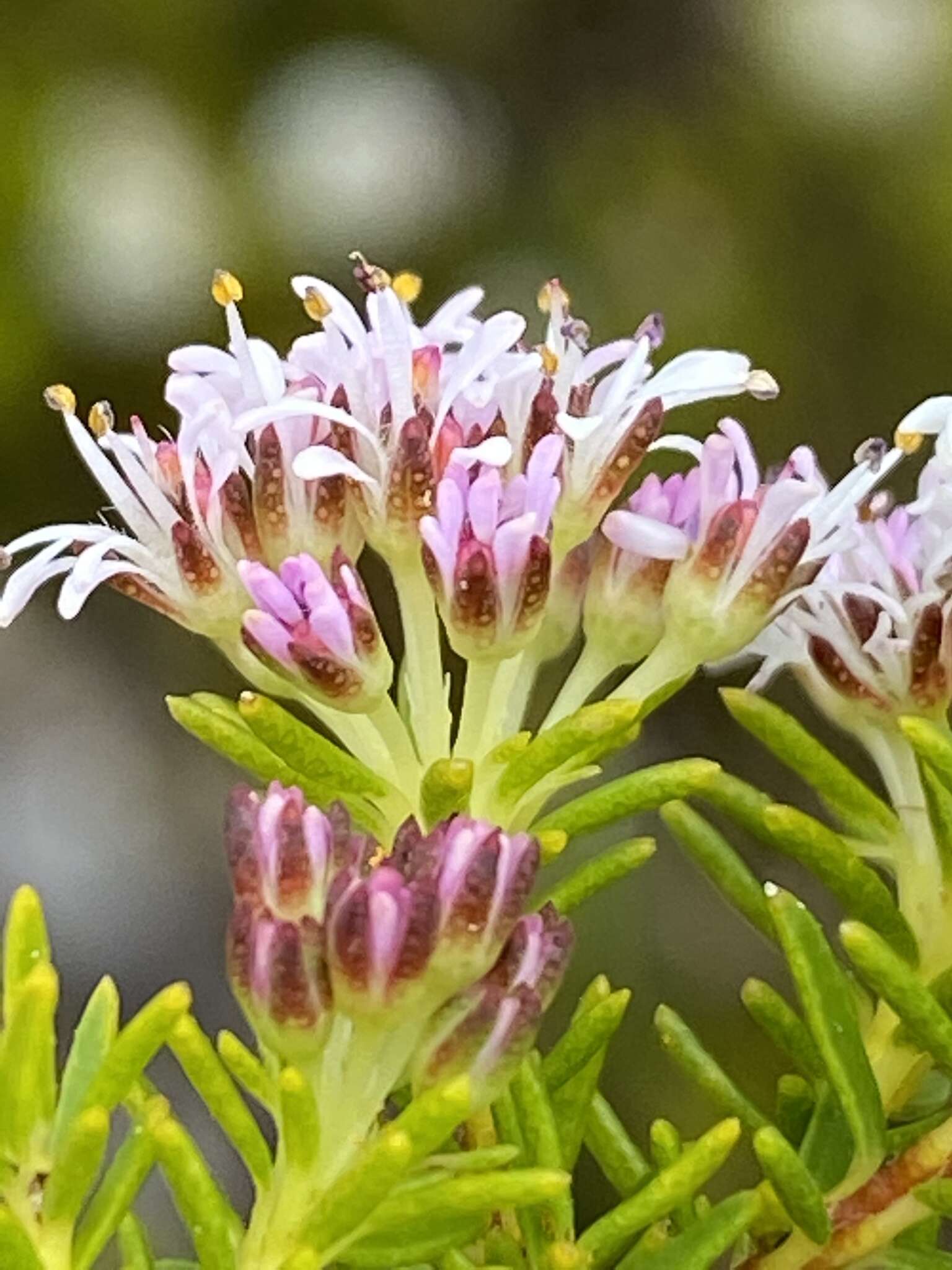 Image of Agathosma virgata (Lam.) Bartl. & Wendl. fil.