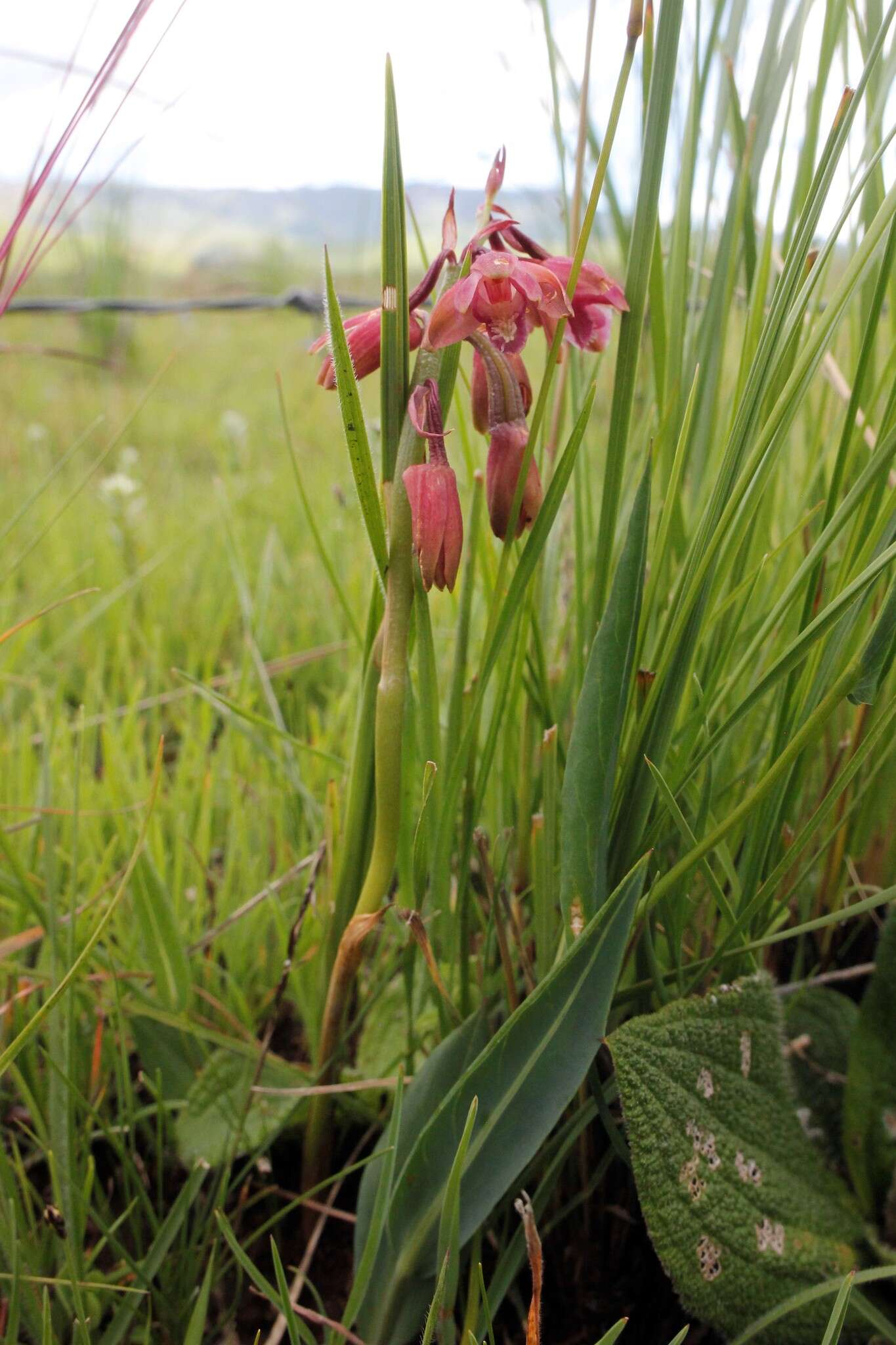 Image of Eulophia aculeata (L. fil.) Spreng.