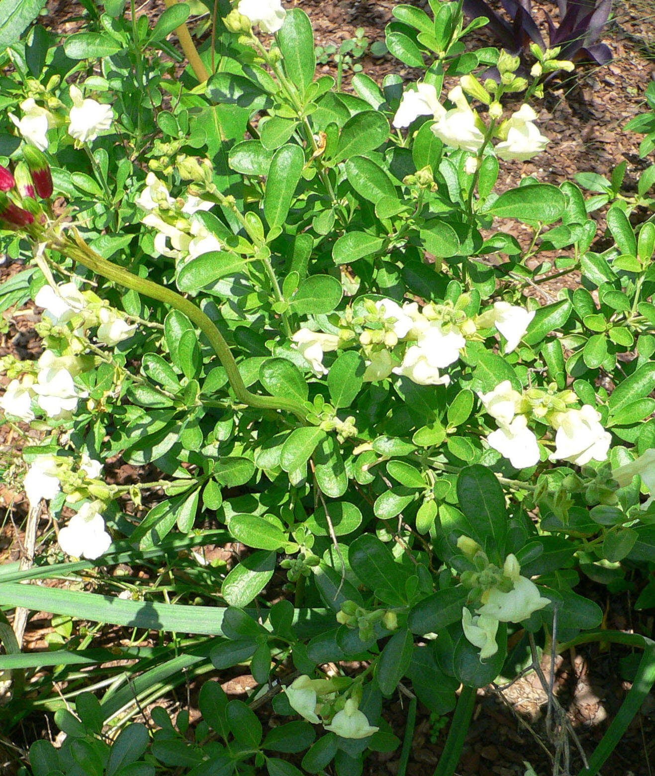 Image de Salvia greggii A. Gray