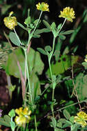 Plancia ëd Trifolium aureum Pollich