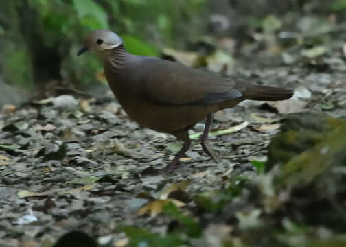 Image of Lined Quail-Dove