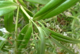 Image of Veronica corriganii (Carse) Garn.-Jones