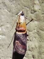 Image of Walnut Shoot Moth