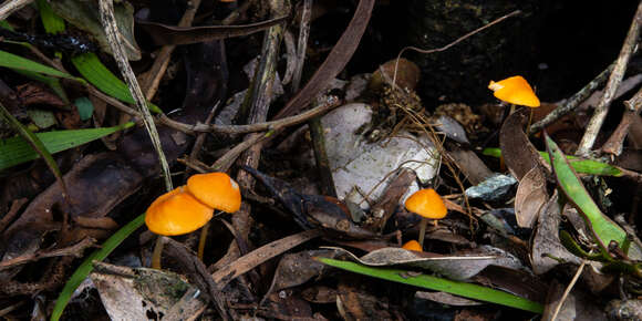 Image of Marasmius aurantiacus I. Hino 1943