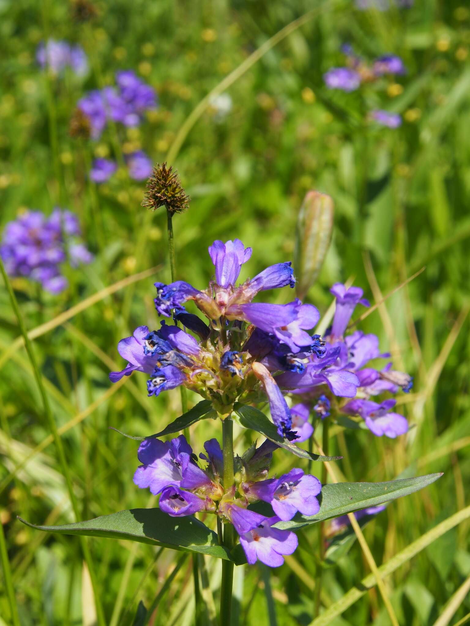 Image of Globe Beardtongue