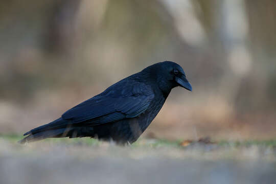 Image of Carrion Crow