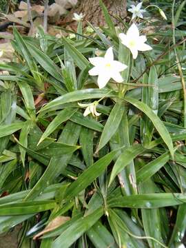 Image of Xerophyta elegans (Balf.) Baker