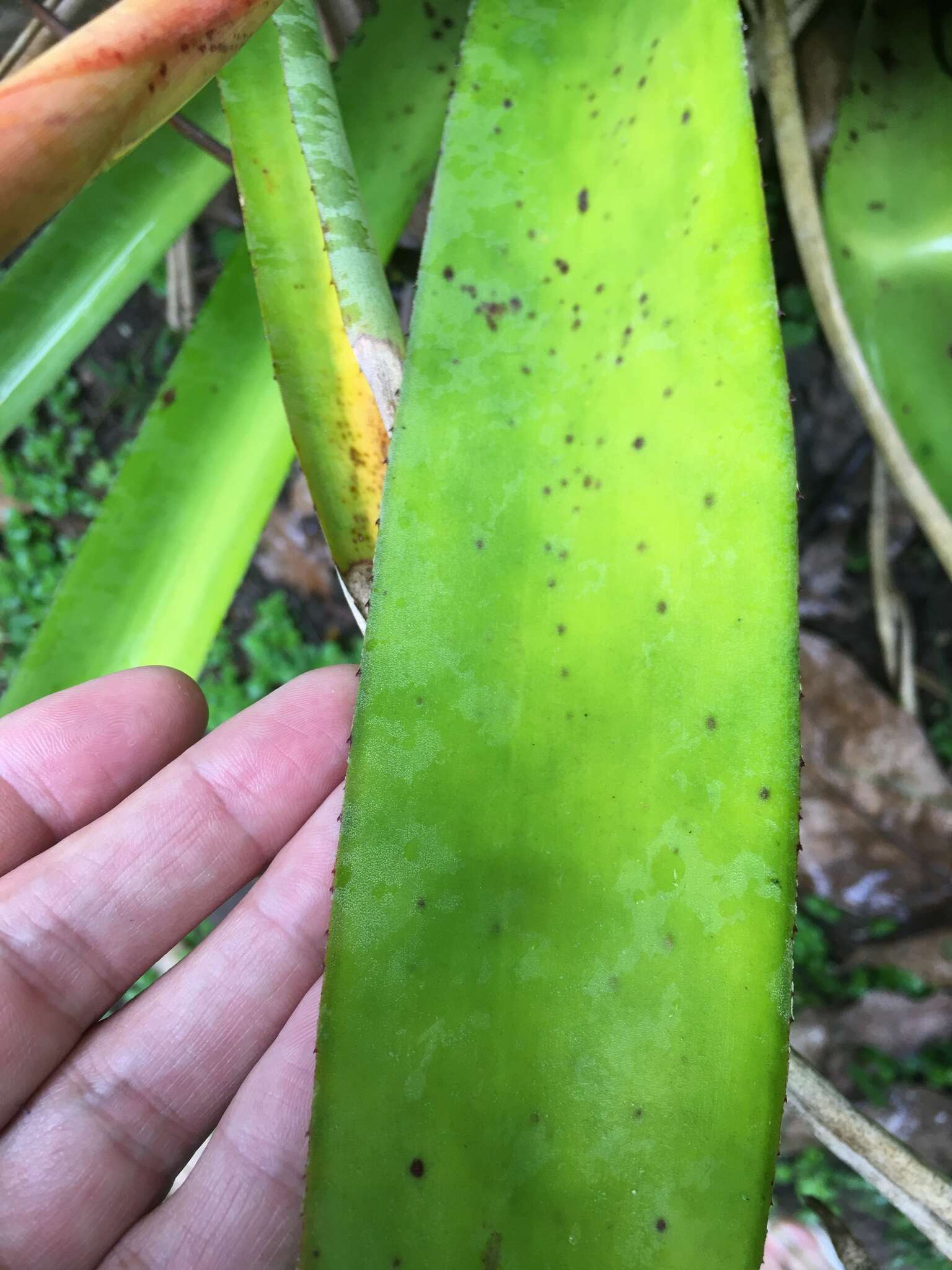 Image of Aechmea catendensis J. A. Siqueira & Leme