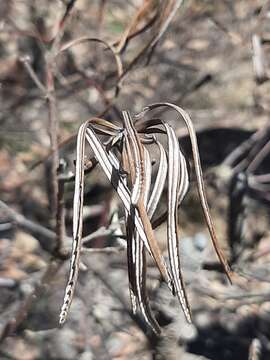 Image of Banksia spinulosa var. collina (R. Br.) A. S. George