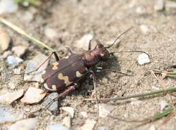 Image of Northern dune tiger beetle