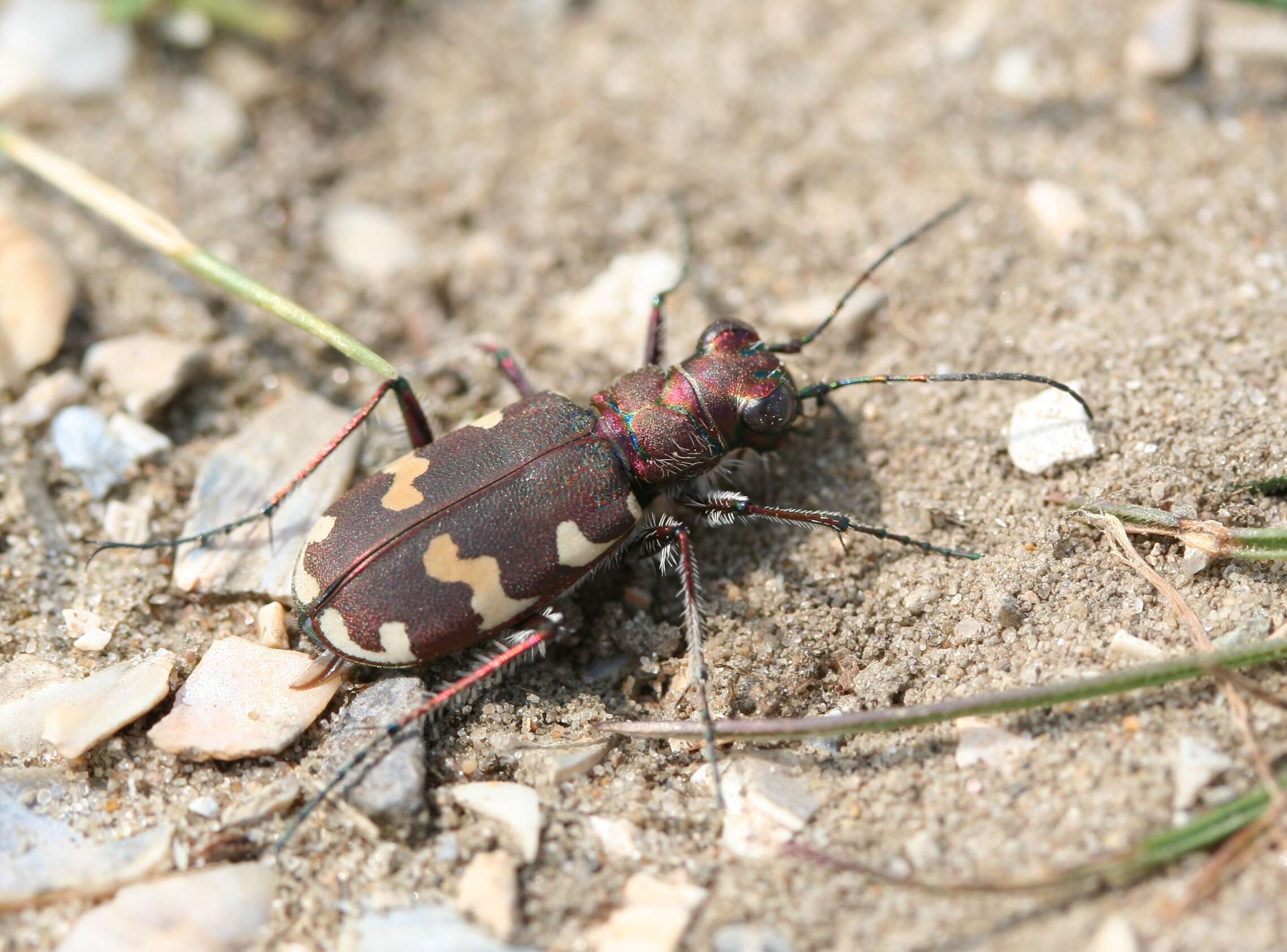 Image of Northern dune tiger beetle