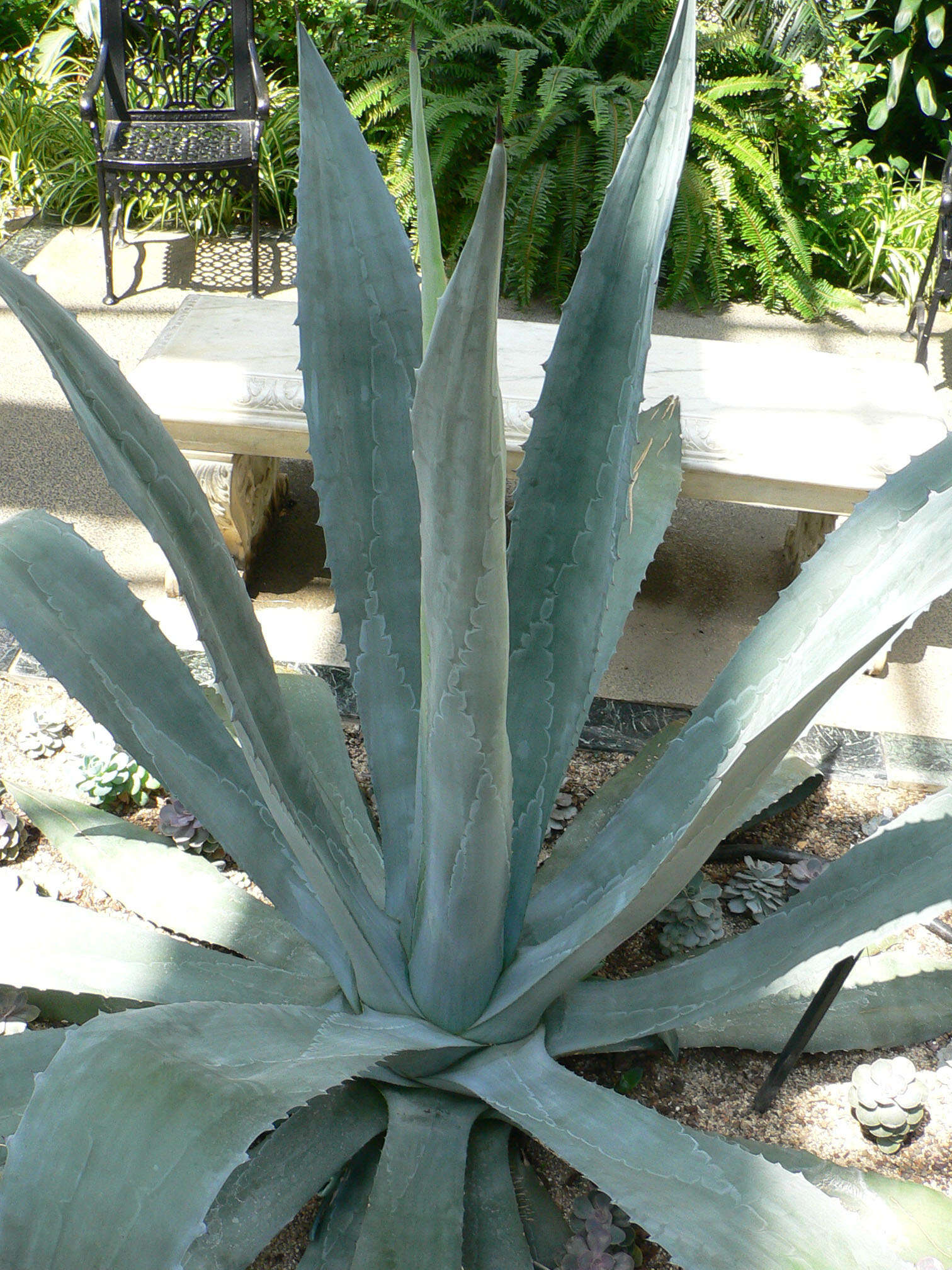 Image of American Aloe