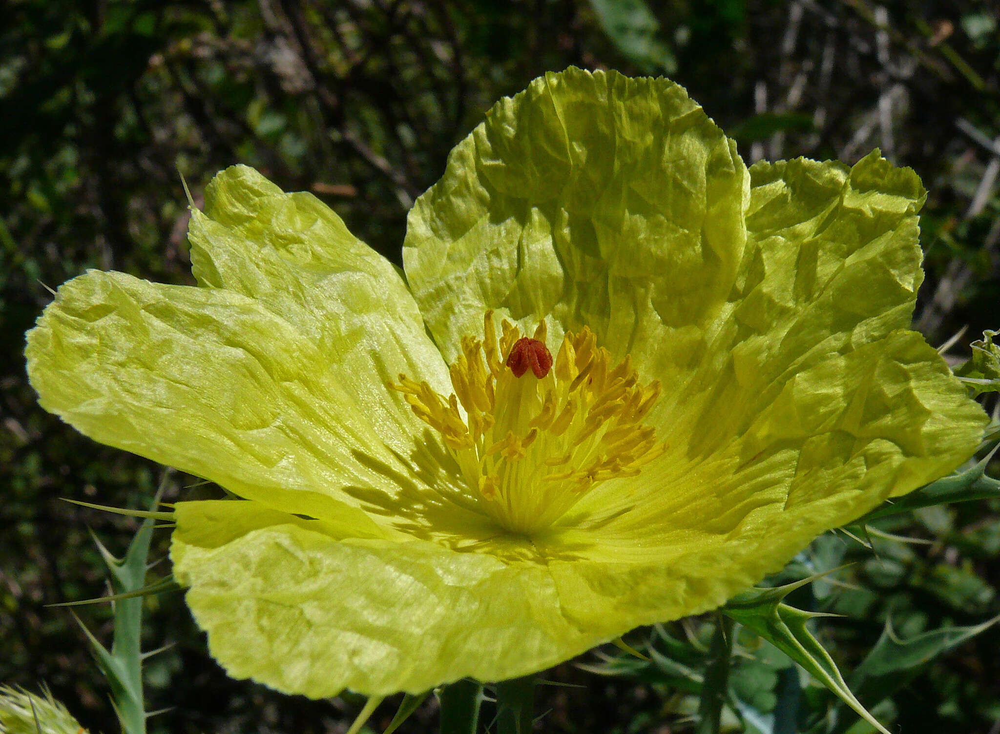 Argemone mexicana L. resmi