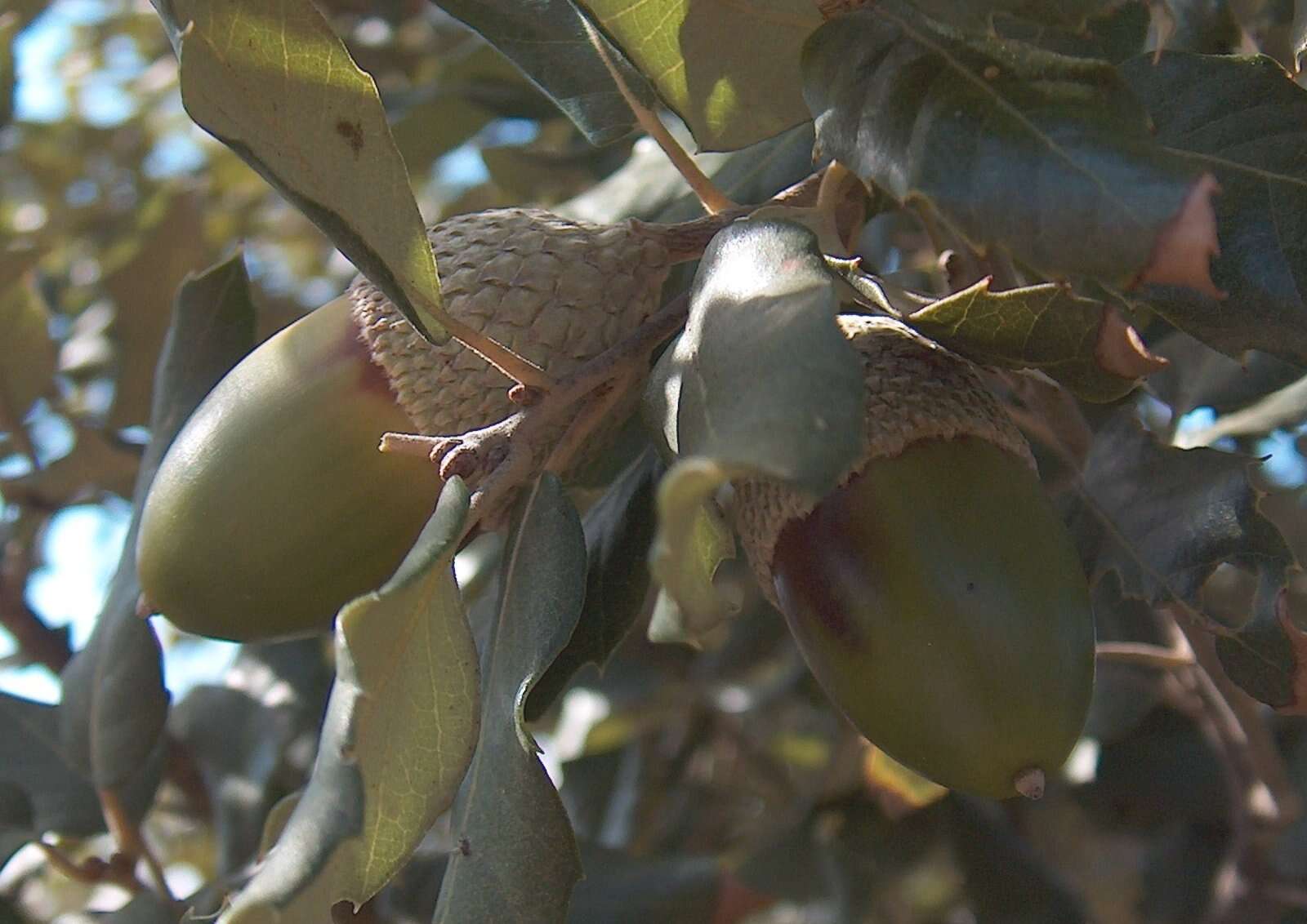 Image of Cork Oak