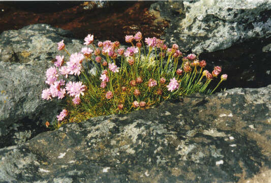 Image of thrift seapink