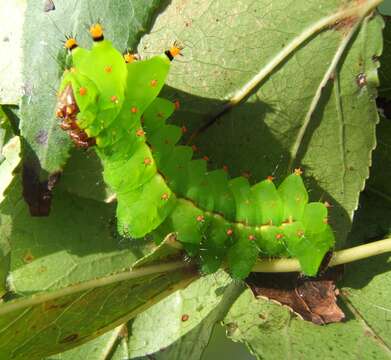 Image of Indian Luna Moth