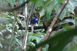 Image of Common Paradise Kingfisher