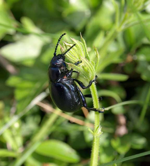 Image of Timarcha tenebricosa