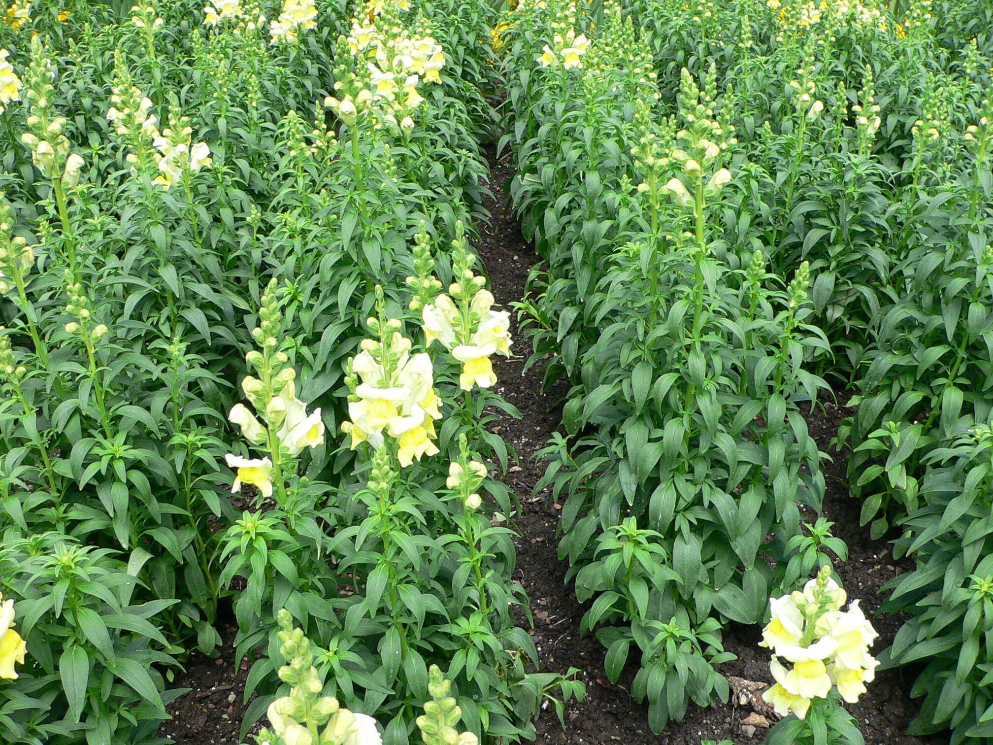 Plancia ëd Antirrhinum majus L.