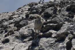 Image of Peruvian Pipit