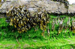 Image of Bladder Wrack