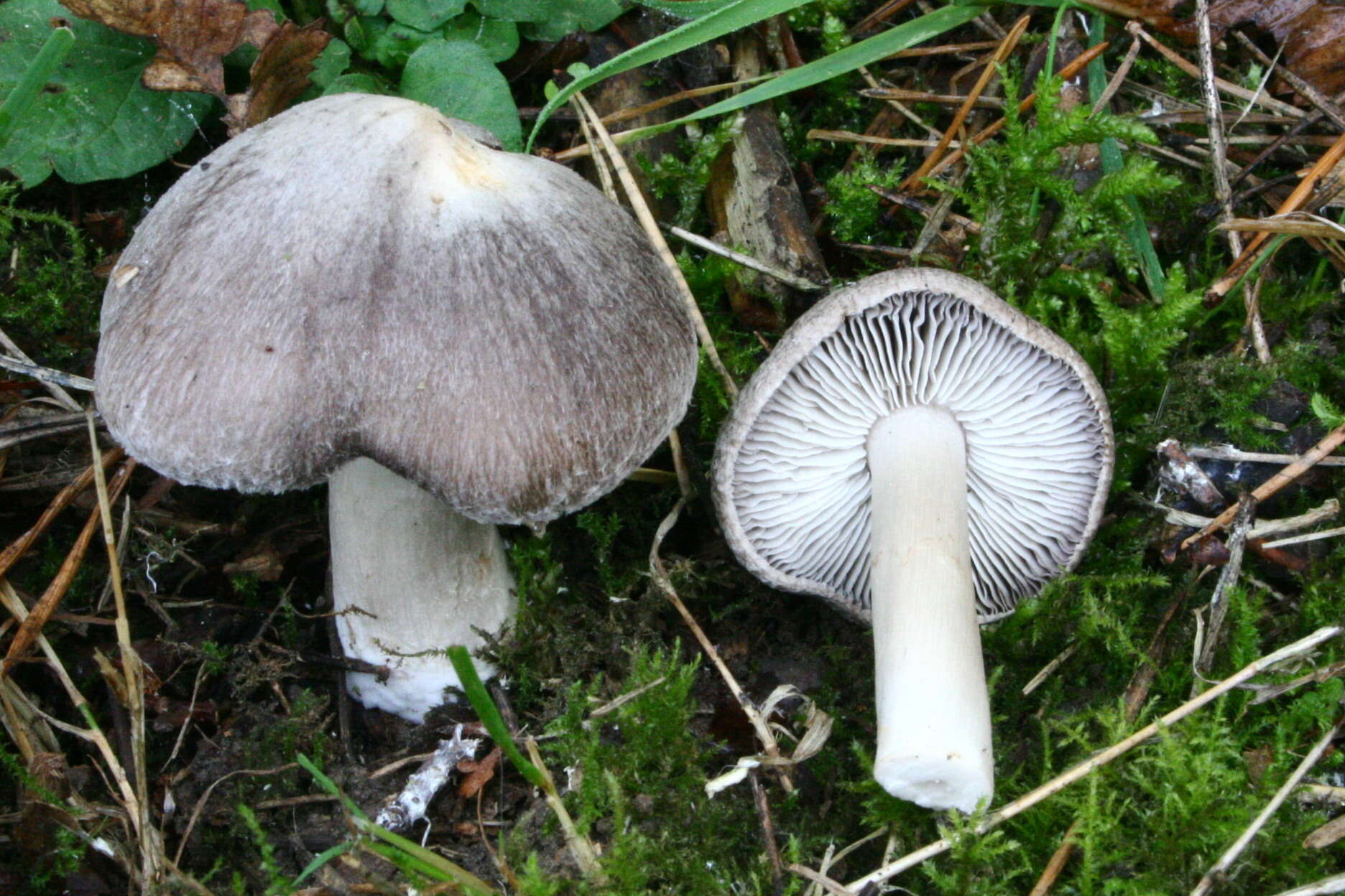 Image of Grey Agaric