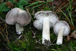 Image of Grey Agaric