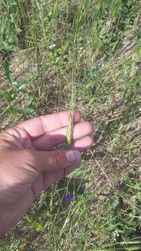 Imagem de Triticum monococcum subsp. aegilopoides (Link) Thell.