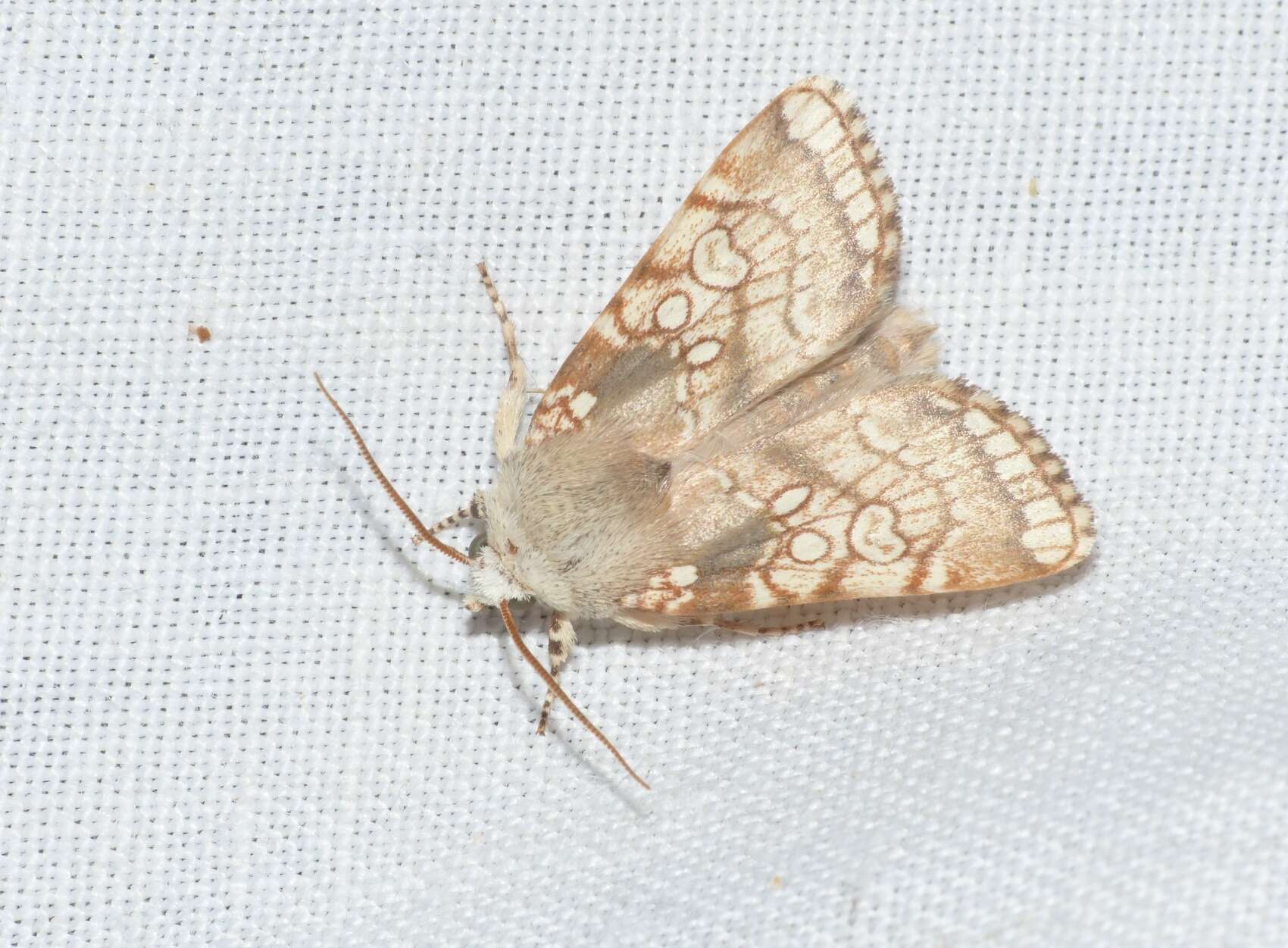 Image of Heart Moth