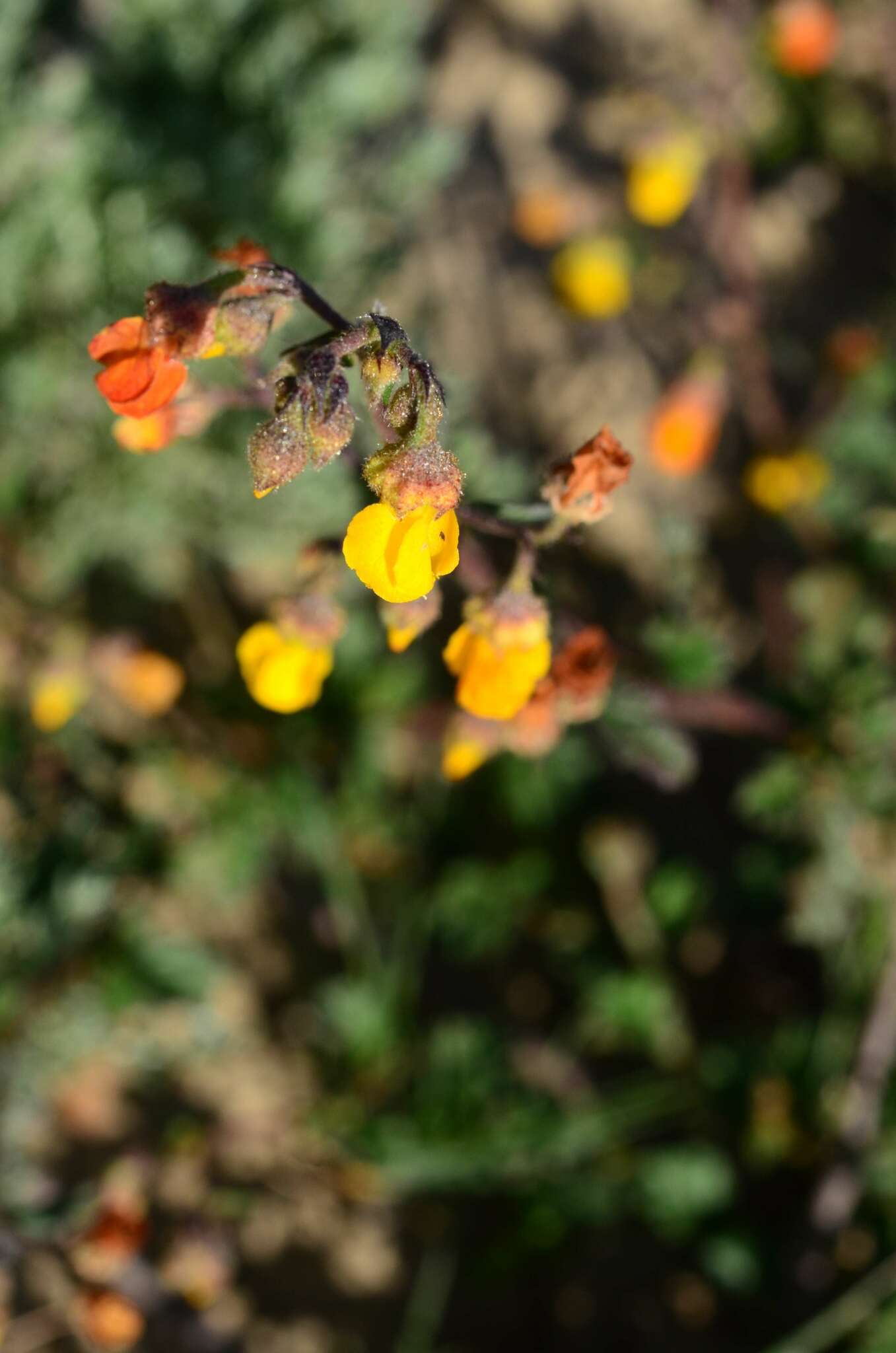 Plancia ëd Hermannia rugosa Adamson