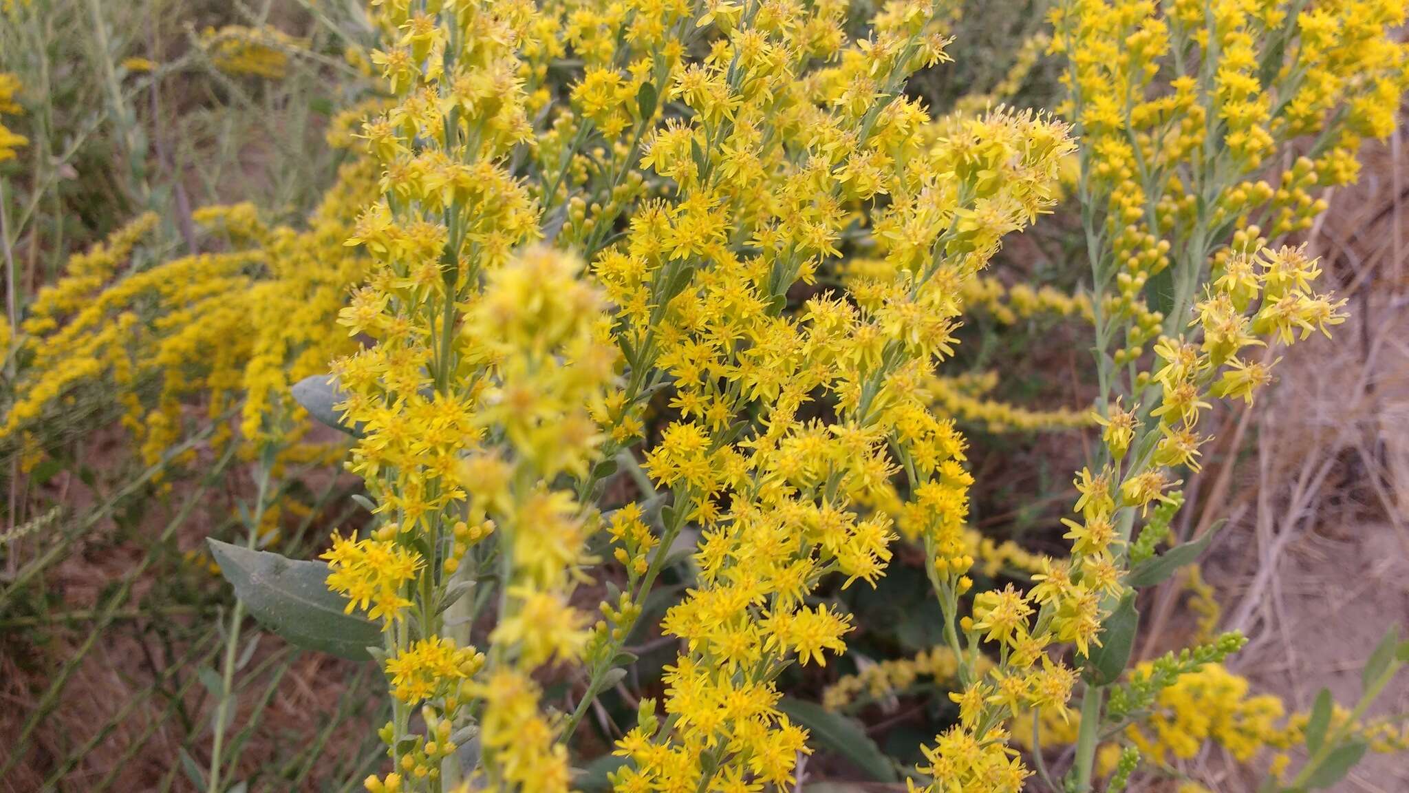 Image of California goldenrod