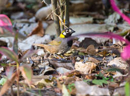 Image of White-eared Ground Sparrow