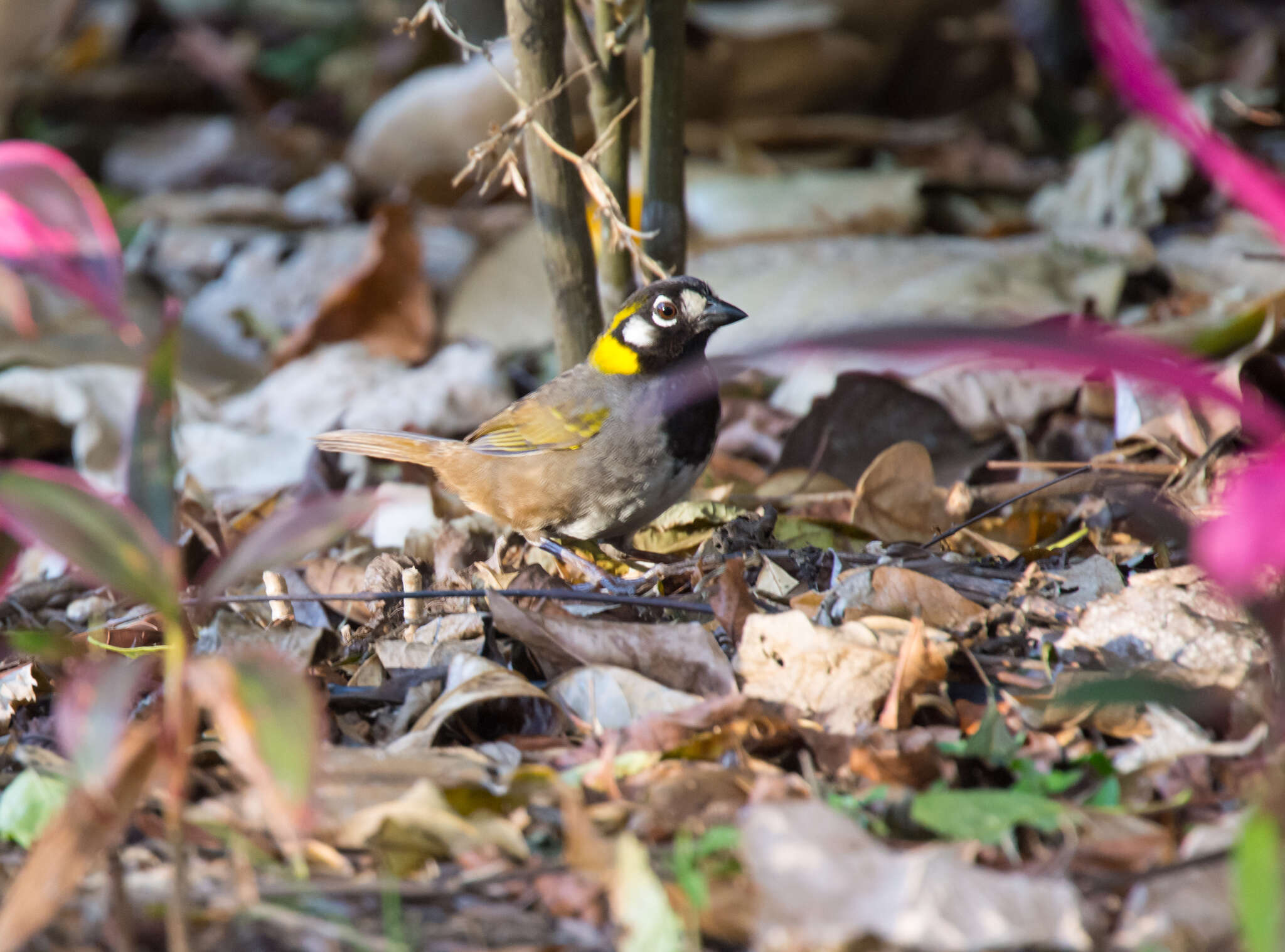 Image of White-eared Ground Sparrow