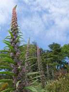 Plancia ëd Echium pininana Webb & Berth.