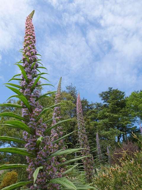 Plancia ëd Echium pininana Webb & Berth.