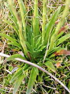 Image of Damnamenia vernicosa (Hook. fil.) Given