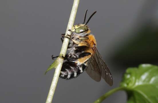 Image of Australian Banded-Digger