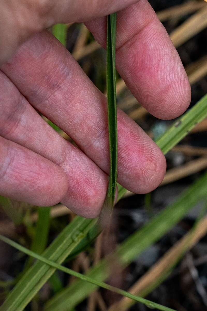 Image of Moraea bituminosa (L. fil.) Ker Gawl.