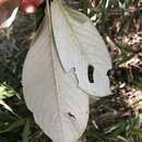 Arachnothryx buddleioides (Benth.) Planch. resmi