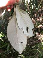 Arachnothryx buddleioides (Benth.) Planch. resmi