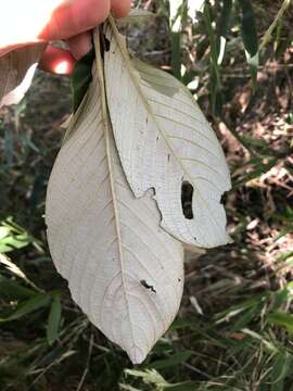 Image de Arachnothryx buddleioides (Benth.) Planch.