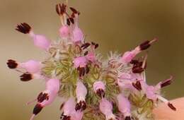 Image of Erica paucifolia subsp. paucifolia