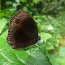 Image of Black Bush-brown