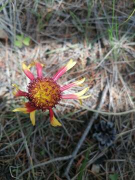 Image of Gaillardia mexicana A. Gray