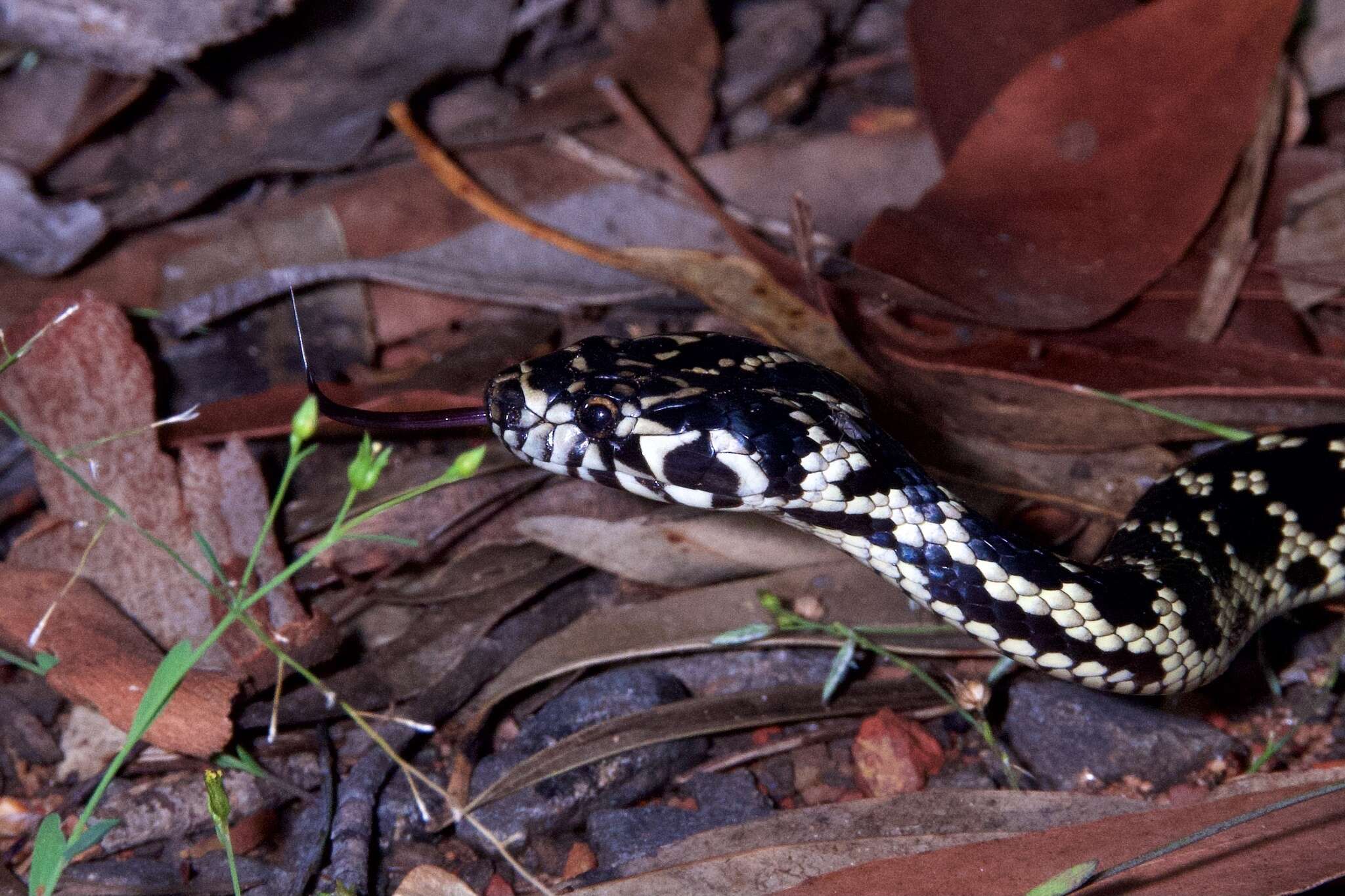 Image of Broad-headed Snake